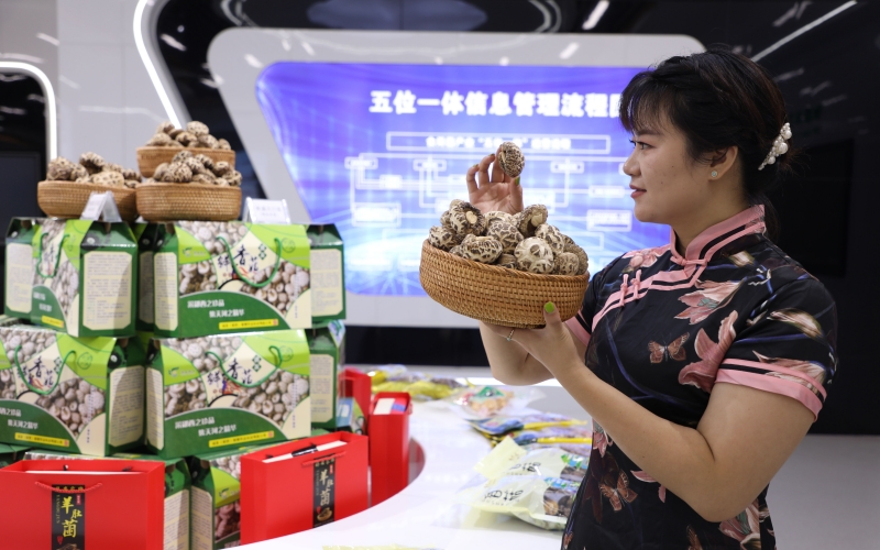 湖北鄖西 五大百億產(chǎn)業(yè)集群“頂起”工業(yè)經(jīng)濟(jì)，食用農(nóng)產(chǎn)品研發(fā)賦能鄉(xiāng)村振興