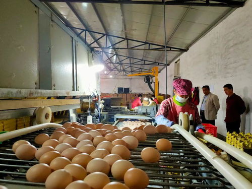 辛集特色農產品項目全覽 科技研發引領，助力鄉村振興