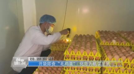 河南鹿邑 開袋即食“毛雞蛋” 化危為機謀發展